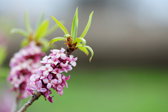 Daphne mezereum, commonly known as mezereon, branch with pink flowers against blurred background in early spring garden.
