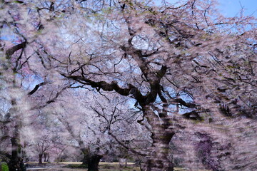 大きな桜の木に綺麗な花が開いた