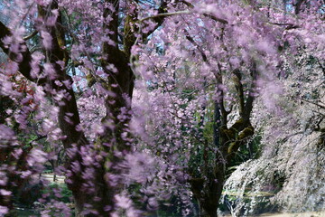 大きな桜の木に綺麗な花が開いた