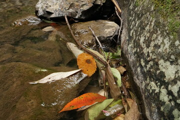 川に溜まる落ち葉