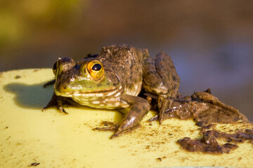 frog on a paddle