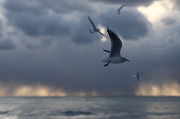 seagull in the sky