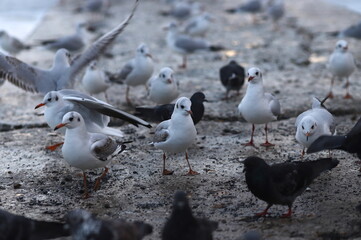 flock of funny seagulls and pigeons on pier