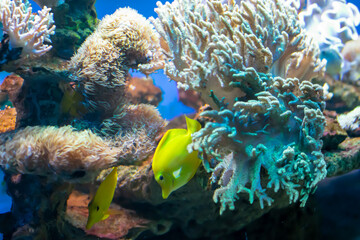 Fototapeta na wymiar coral reef with colorful fishes on a blue background