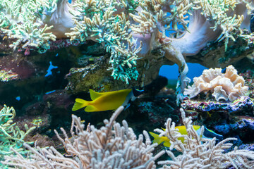 Plakat coral reef with colorful fishes on a blue background