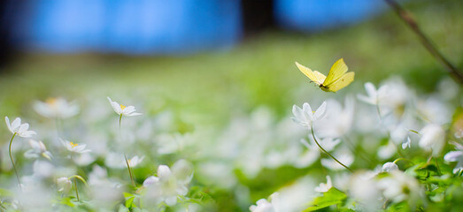 Art Lente bloemenlandschap  mooie witte lentebloem en vliegvlinder tegen avond zonnige hemel  natuur landschap achtergrond.