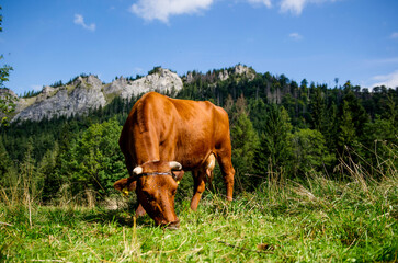 Сows grazing in a meadow near the mountains