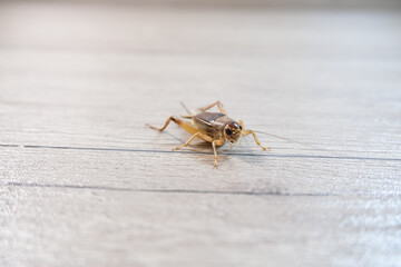 cricket on the floor