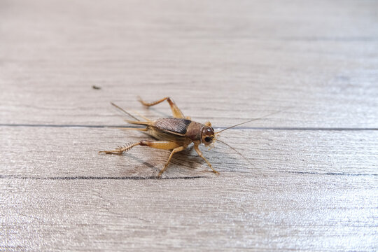 cricket on wooden floor