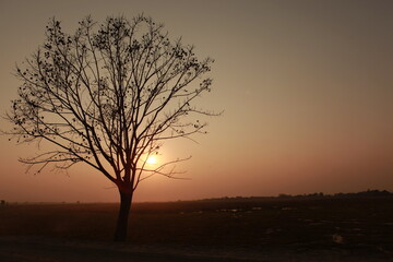 Obraz na płótnie Canvas tree in the sunset