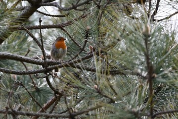 The European robin, known simply as the robin or robin redbreast in Great Britain, is a small insectivorous passerine bird that belongs to the chat subfamily of the Old World flycatcher family. 

