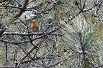The European robin, known simply as the robin or robin redbreast in Great Britain, is a small insectivorous passerine bird that belongs to the chat subfamily of the Old World flycatcher family. 


