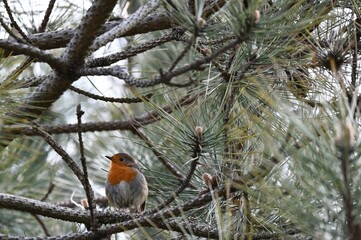 The European robin, known simply as the robin or robin redbreast in Great Britain, is a small insectivorous passerine bird that belongs to the chat subfamily of the Old World flycatcher family. 

