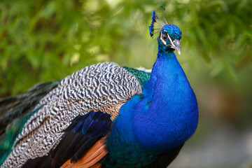 blue peacock bird closeup