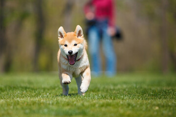 shiba inu breed puppy running towards you