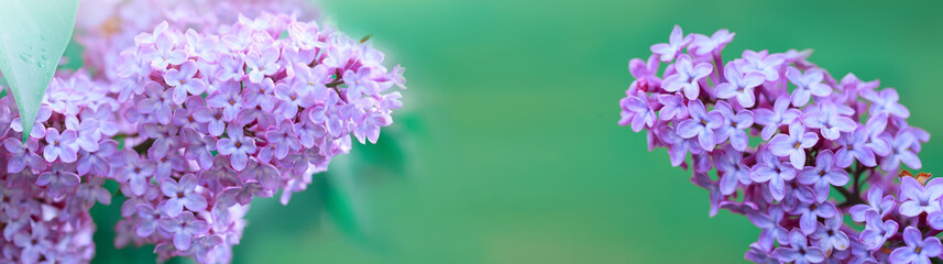 Fototapeta na wymiar Purple lilac bush blooming in Spring day. Flowers background.