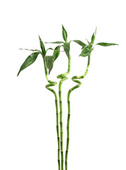 Lucky bamboo or Dracaena sanderiana trees isolated on white background with clipping path.