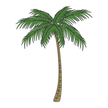 Hand drawn style vector illustration of palm tree isolated on background.