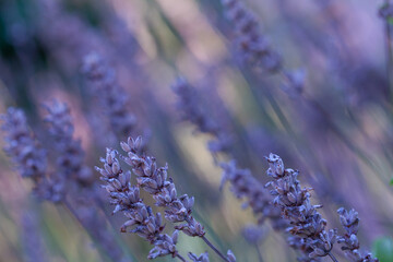 Beautiful background of lavender flowers with soft focus
