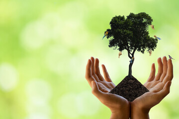 Earth day concept. Tree in hands on nature background.