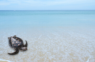 World turtle day, earth day and world environment day.