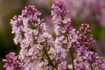 Beautiful lilac flowers close up background