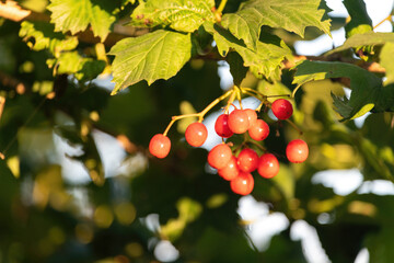 Ripe guelder rose berries
