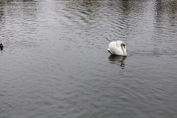 White male swan swimming on a lake