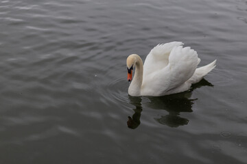 White male swan swimming on a lake