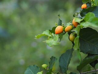 Orange color ripe Peanut Butter Fruit tree blooming in garden on nature background, food