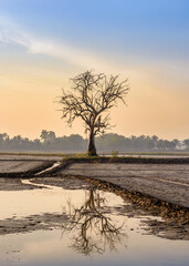 Sunrise in the field with lonely old tree. Tay Ninh province, Vietnam.