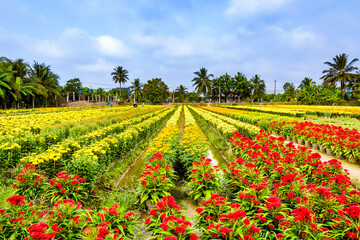 Beautiful flower fields in a countryside of Ben Tre province, Vietnam.
