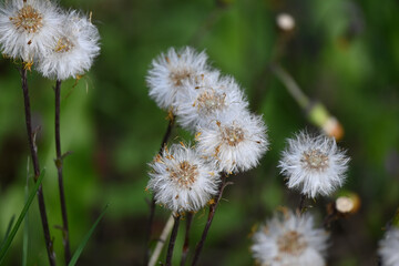 Tussilago farfara, commonly known as coltsfoot, is a plant in the groundsel tribe in the daisy family Asteraceae, native to Europe and parts of western and central Asia. The name "tussilago" is derive