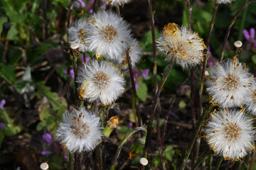 Tussilago farfara, commonly known as coltsfoot, is a plant in the groundsel tribe in the daisy family Asteraceae, native to Europe and parts of western and central Asia. The name 