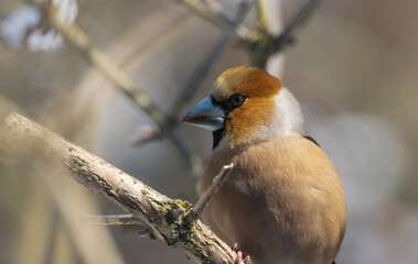 Juvenile Wawfinch (Coccothraustes coccothraustes) close-up