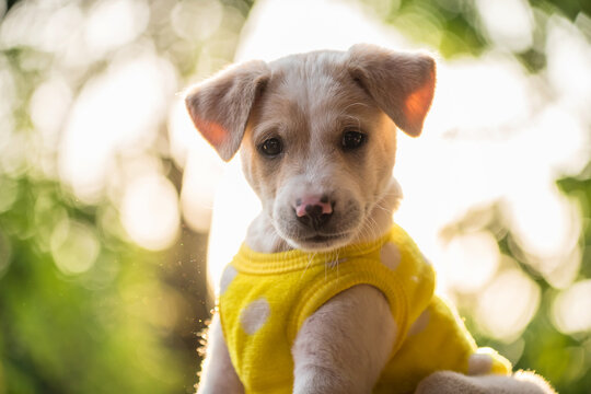 Cute abrador puppy portrait in sweater at sunset