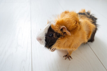 The guinea pig walking on the floor at home