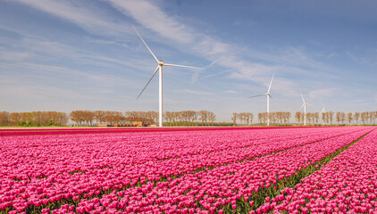 Fototapeta na wymiar Red blooming tulips, wind turbines and a blue sky in a Dutch landscape. The photo was taken near the village of Stad aan 't Haringvliet, municipality of Goeree-Overflakkee, province of South Holland.
