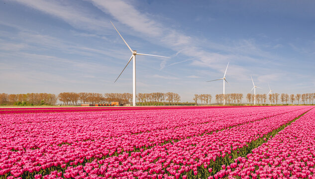 Red blooming tulips, wind turbines and a blue sky in a Dutch landscape. The photo was taken near the village of Stad aan 't Haringvliet, municipality of Goeree-Overflakkee, province of South Holland.