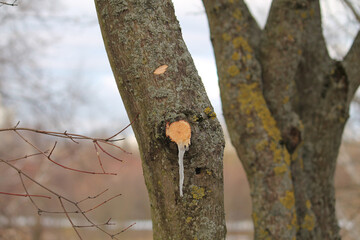 Fresh cut branch on tree trunk
