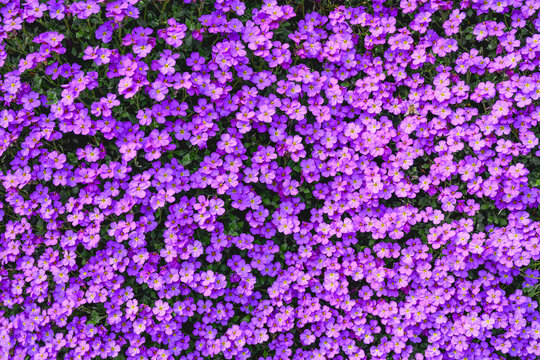 Aubreita Purple Cascade