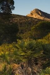 Fototapeta premium Setting sun over Sant Elm, Balearic Islands, Mallorca, Spain. Sea, palm trees, mountains, rocks, icy, sunny day.