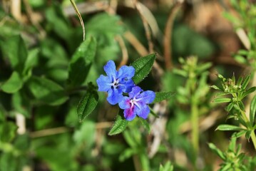 Lithospermum zollingeri (Gentian blue gromwell) flowers. Boraginaceae perennial plants. Bright blue-purple flowers with five white ridges bloom from April to May.