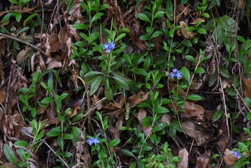 Lithospermum zollingeri (Gentian blue gromwell) flowers. Boraginaceae perennial plants. Bright blue-purple flowers with five white ridges bloom from April to May.