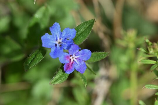 Lithospermum zollingeri (Gentian blue gromwell) flowers. Boraginaceae perennial plants. Bright blue-purple flowers with five white ridges bloom from April to May.