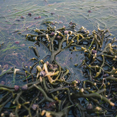 Seaweed