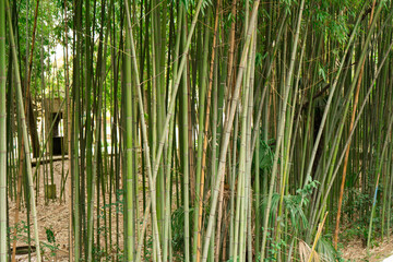 Obraz premium green bamboo groves on the street in the city
