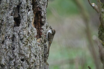 Eurasian treecreeper (Certhia familiaris) approaching nest site concealed behind tree bark