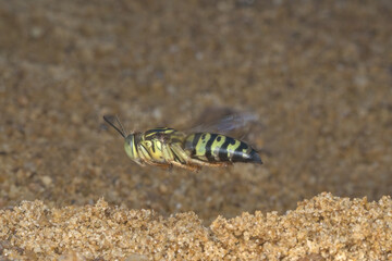 sand wasp flying on the sand