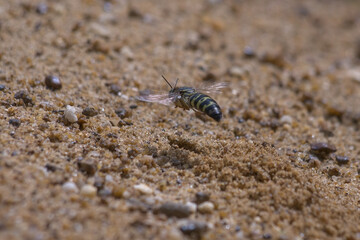 sand wasp flying on the sand seen from back side